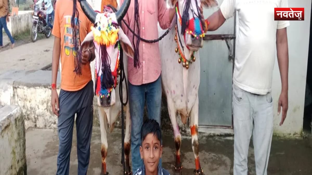आज भी जिंदा है किसानों और बैलों के रिश्ते की परंपरा
