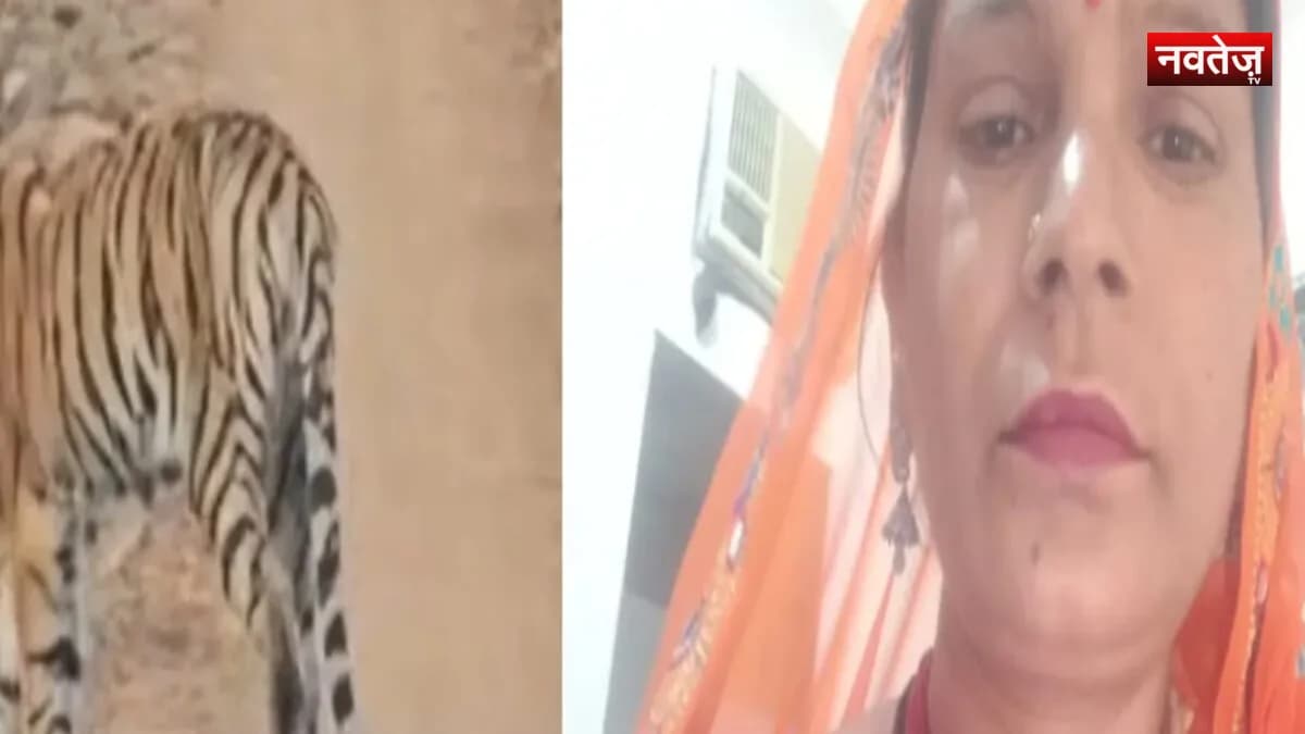 जयपुर के नाहरगढ़ बायोलॉजिकल पार्क में बड़ा हादसा: बाघ 'शिवाजी' के हमले में महिला कर्मचारी की मौत, गांवों में दहशत